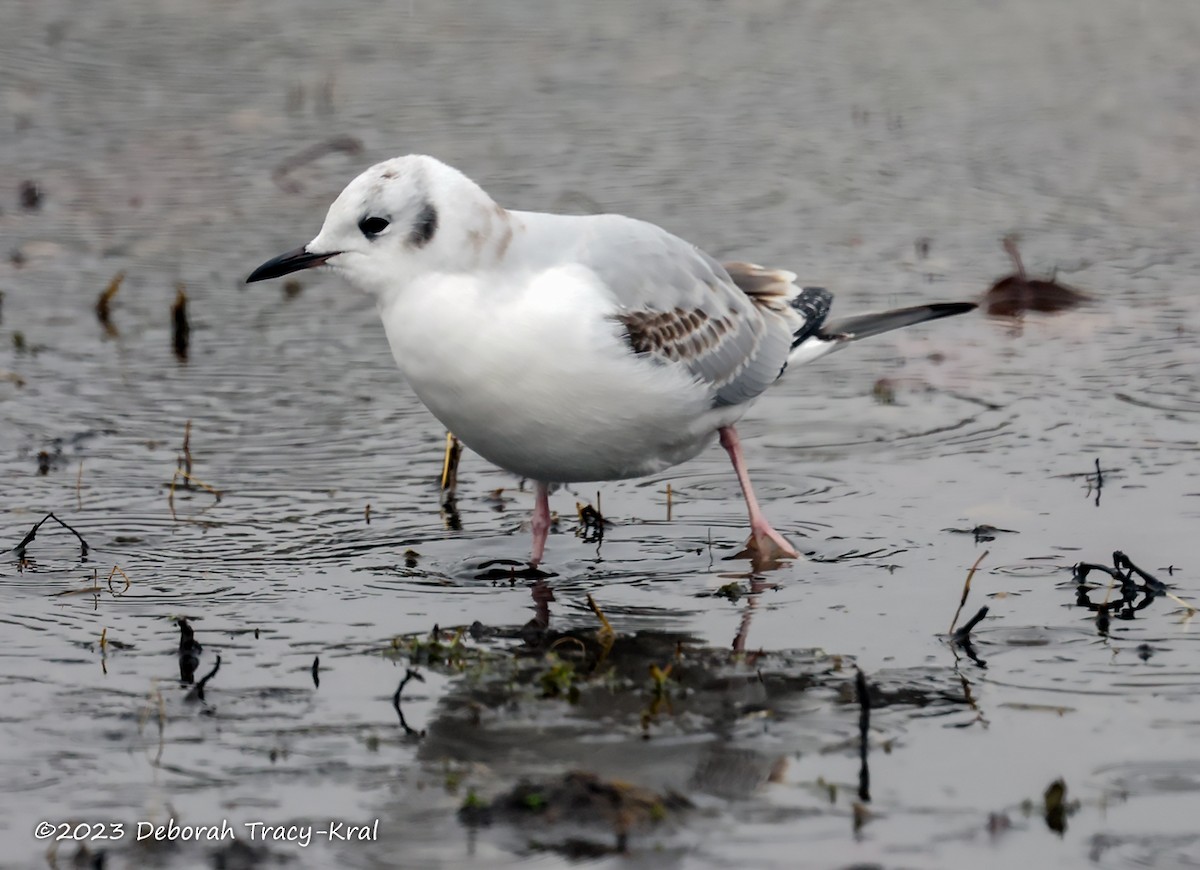 Bonaparte's Gull - ML610526395