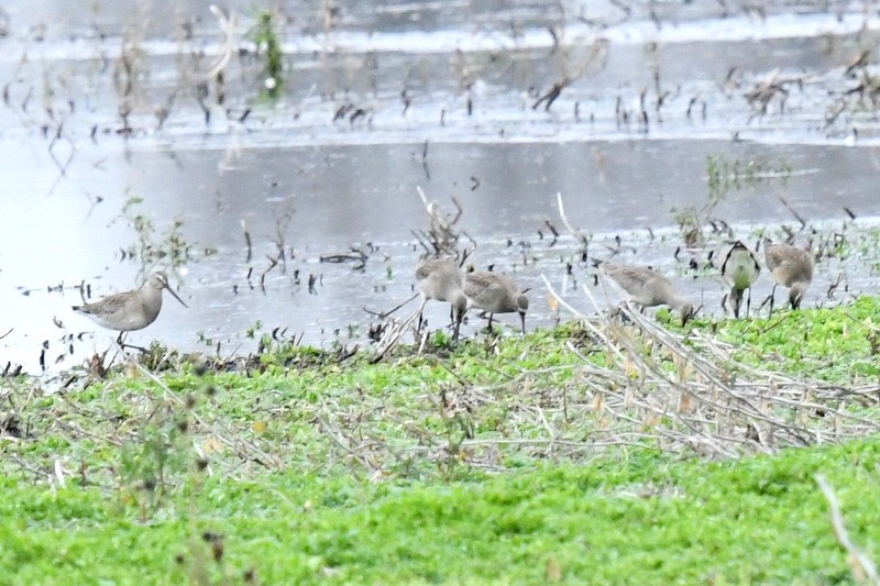 Hudsonian Godwit - Doug Daniels