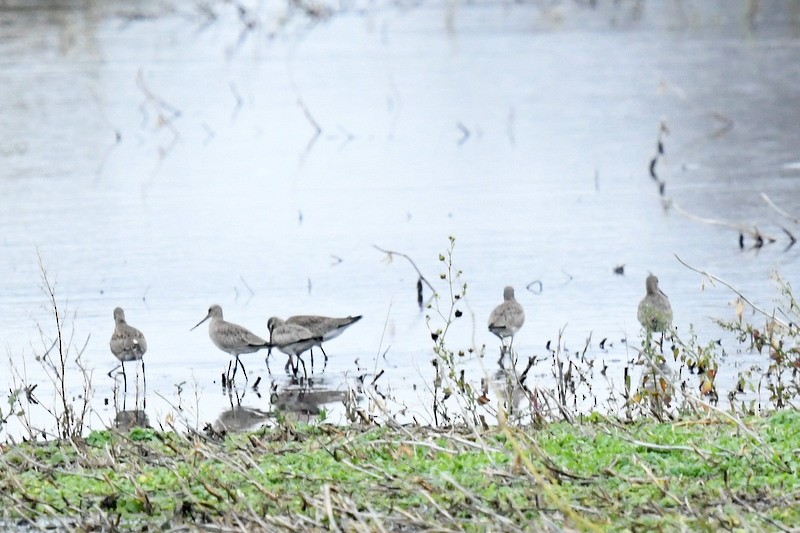 Hudsonian Godwit - Doug Daniels