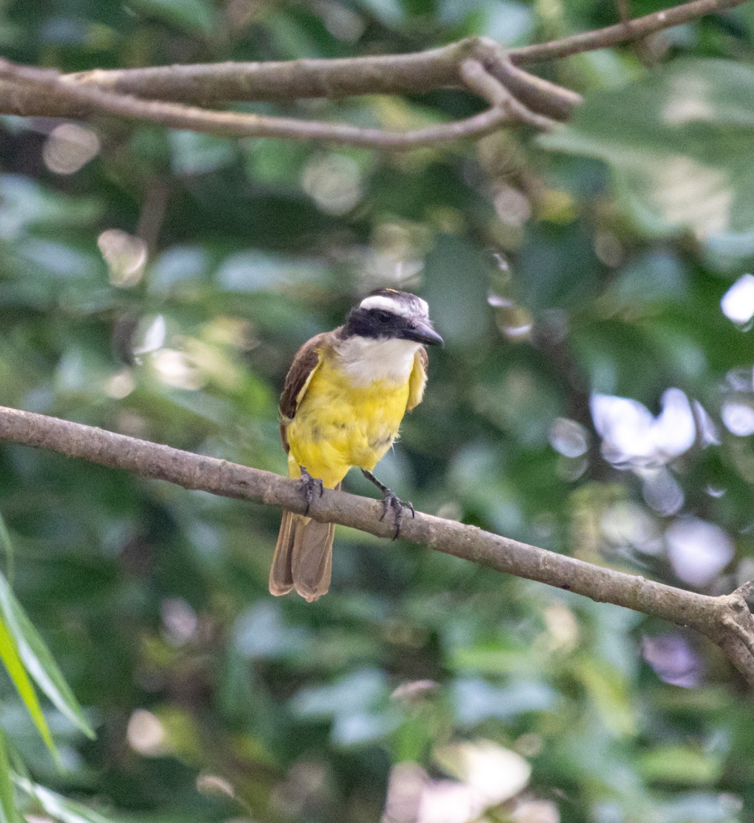 Great Kiskadee - ML610526623