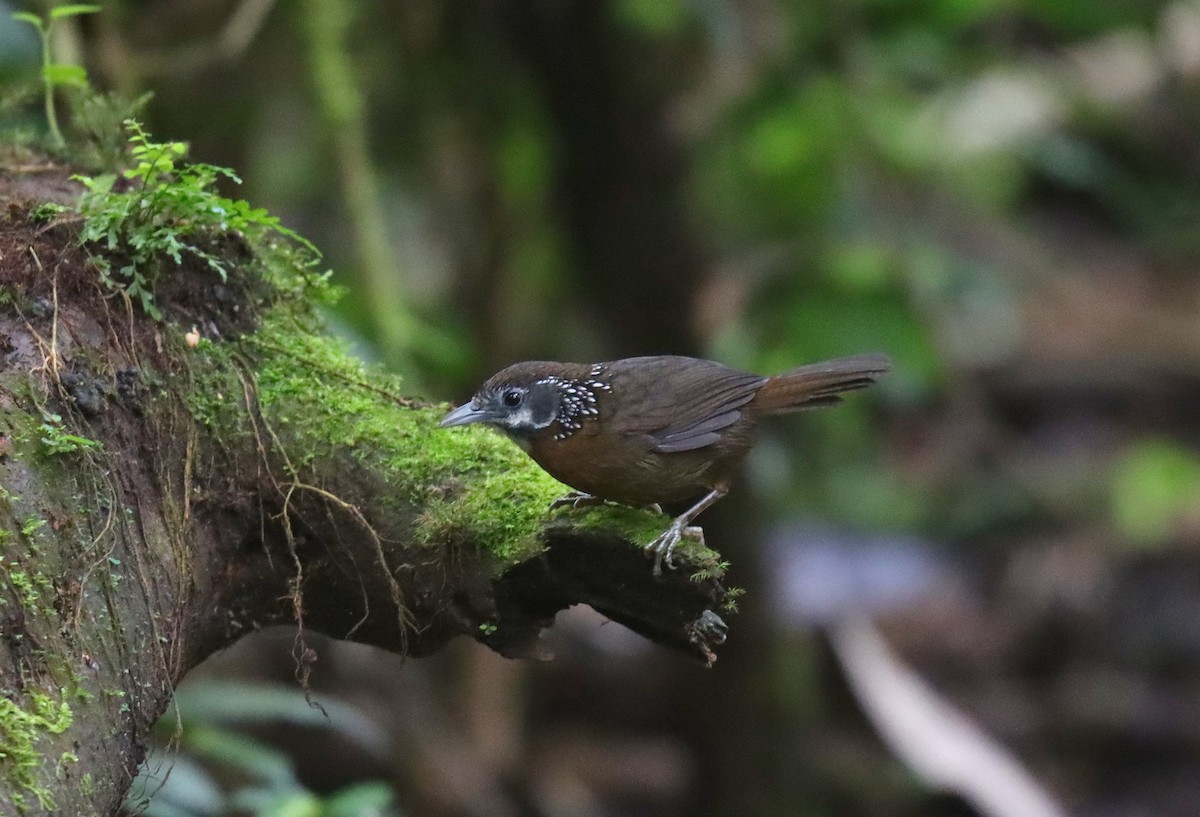 Spot-necked Babbler - Wayne Paes