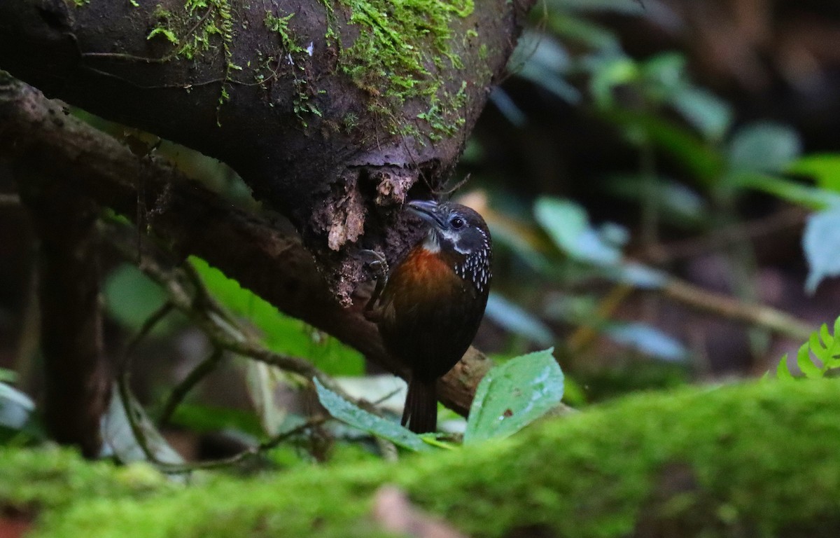 Spot-necked Babbler - ML610526652