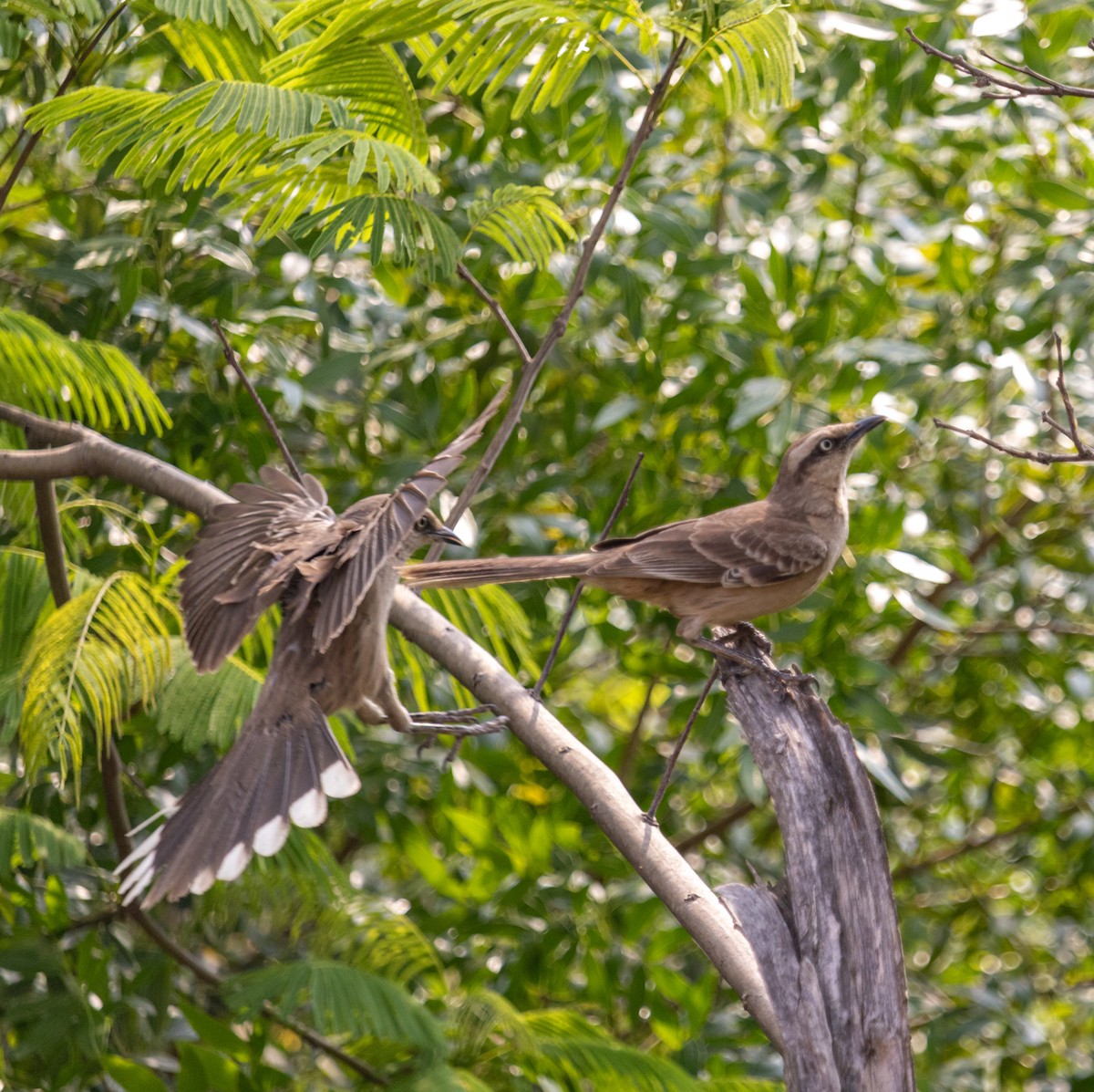 Chalk-browed Mockingbird - ML610526682