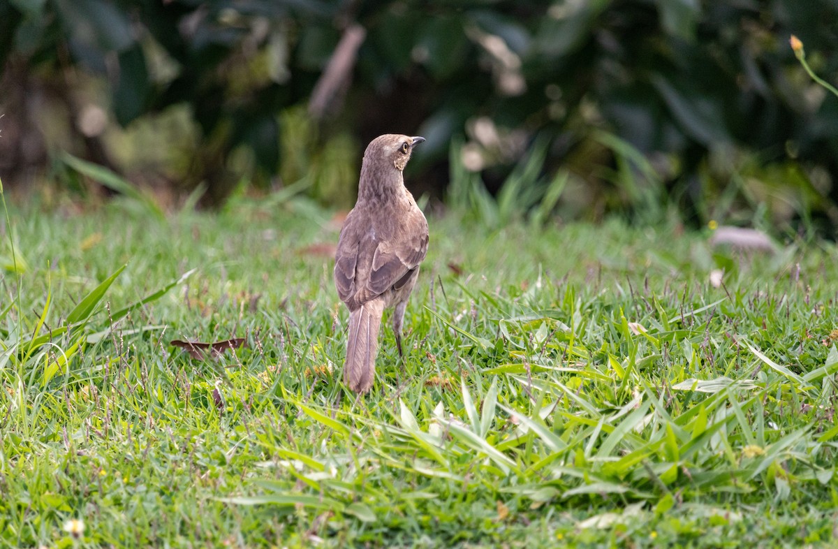 Chalk-browed Mockingbird - ML610526683