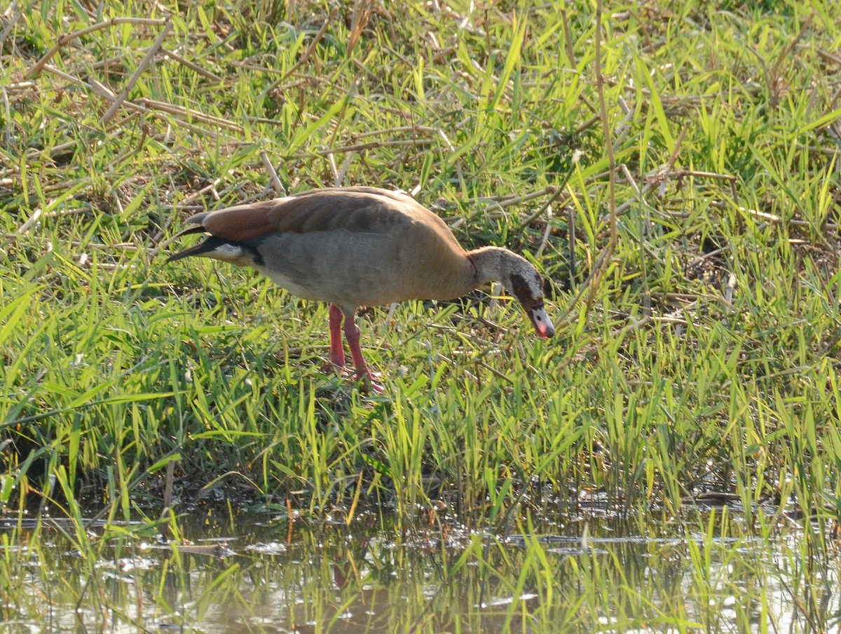 Egyptian Goose - ML610526687