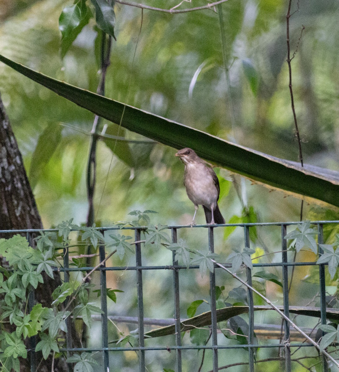 Pale-breasted Thrush - ML610526692