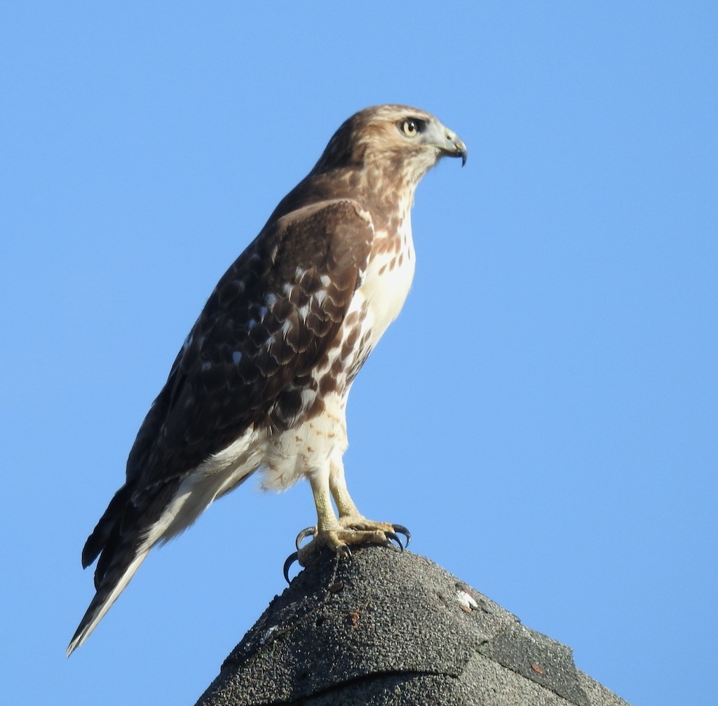 Red-tailed Hawk - Mary  McMahon