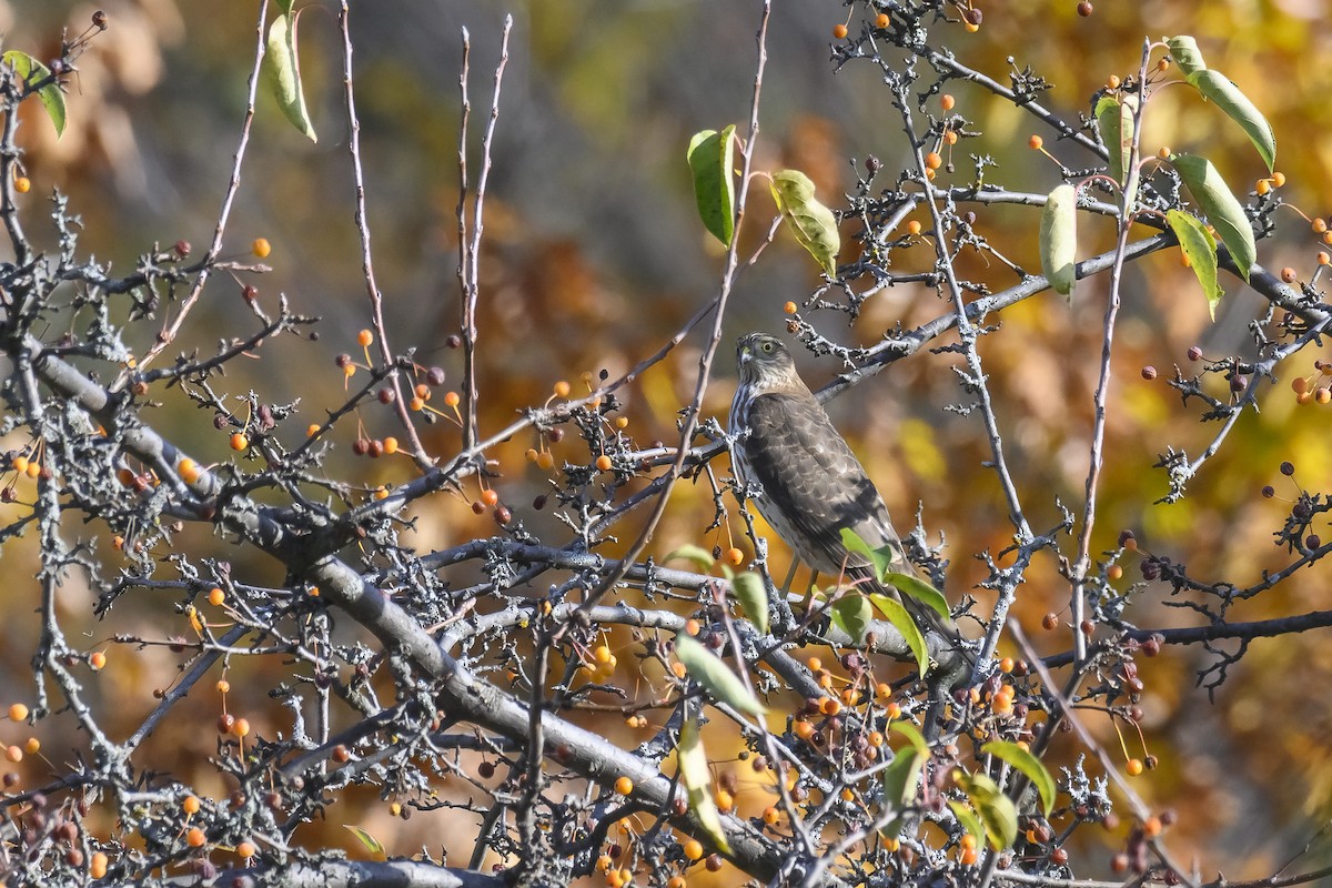 Sharp-shinned Hawk - ML610526725