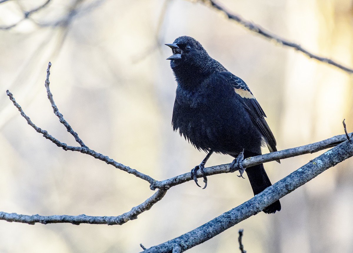 Red-winged Blackbird - Sandra Hawkins