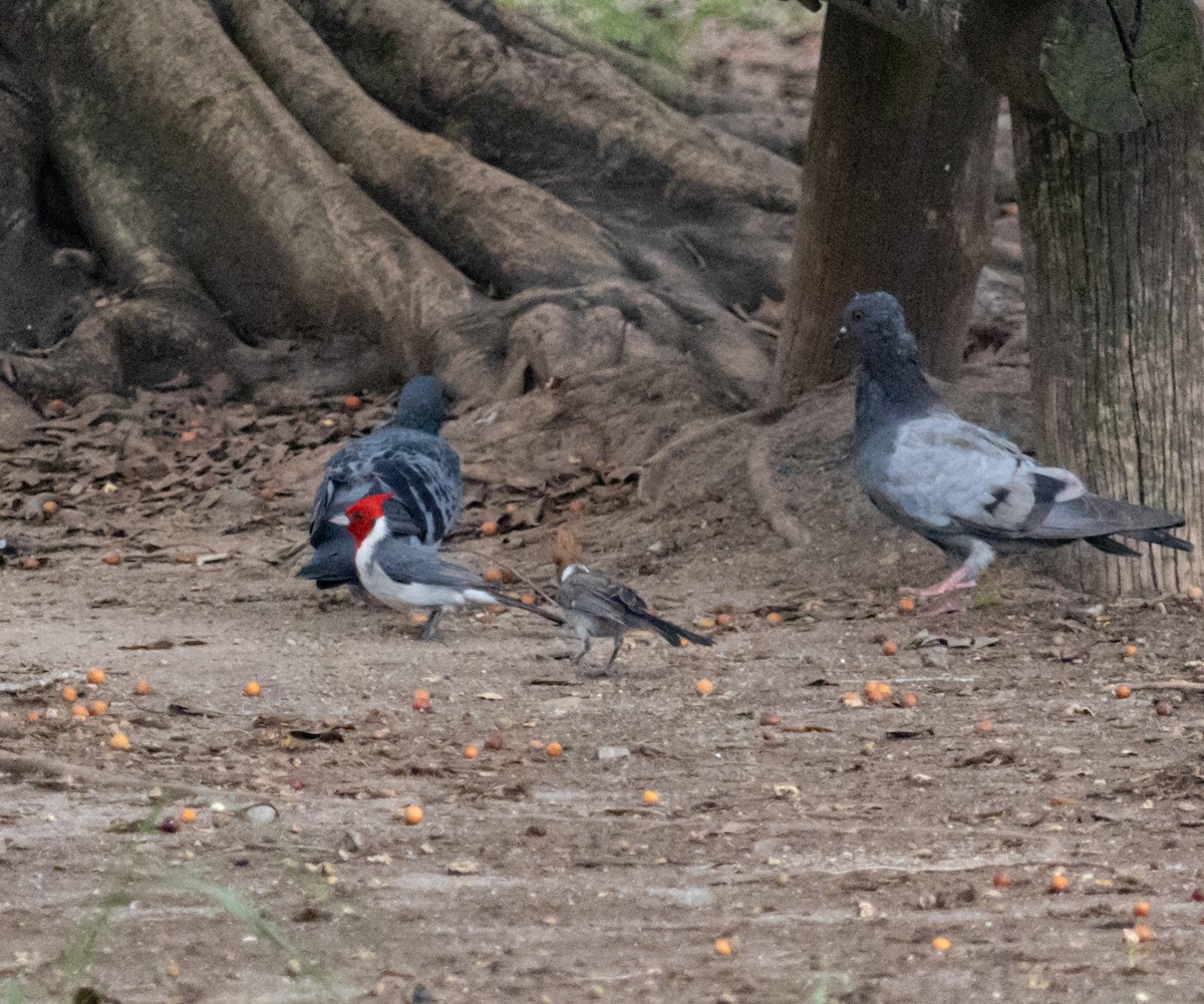 Red-crested Cardinal - ML610526746