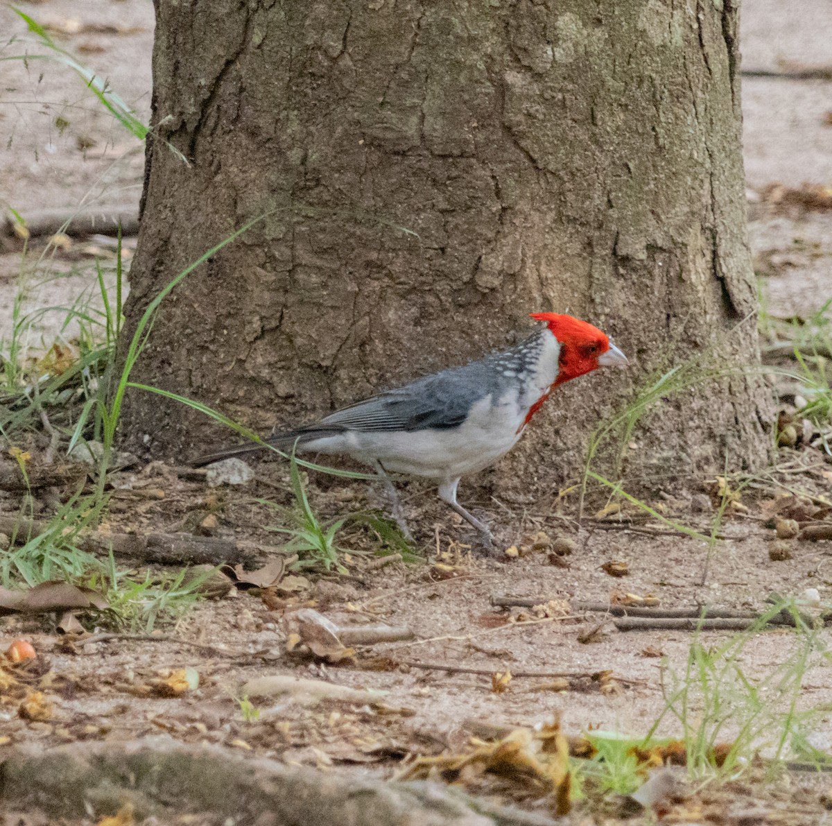 紅冠唐納雀 - ML610526747