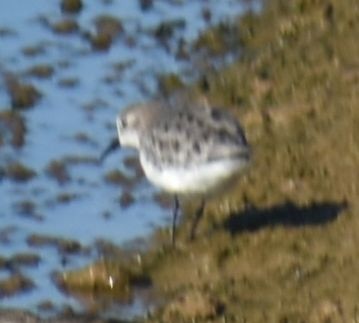 Little Stint - ML610526778