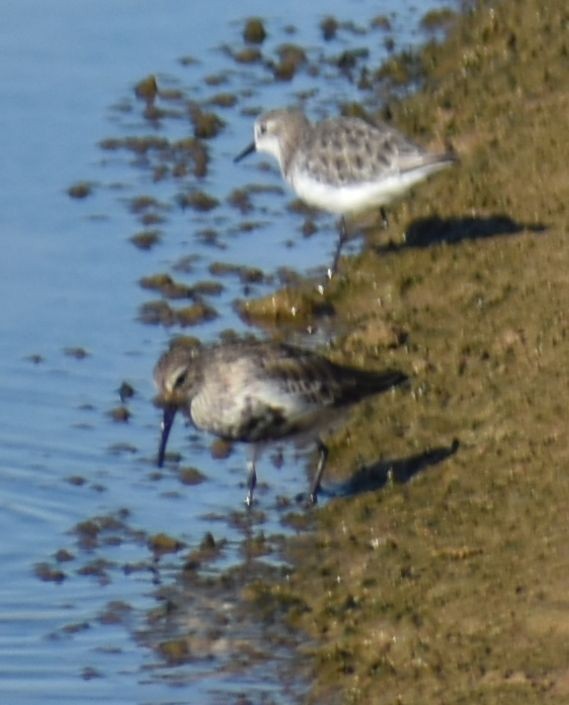 Little Stint - ML610526779