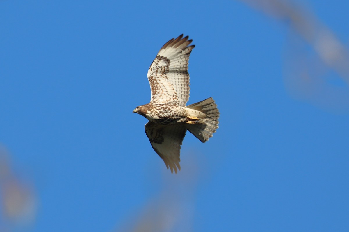 Red-tailed Hawk - ML610526783