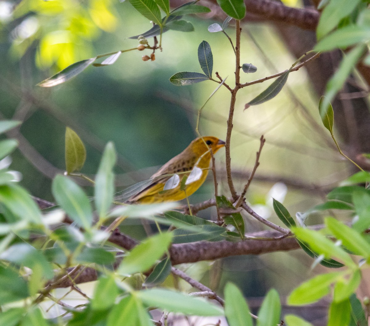 Saffron Finch - ML610526785