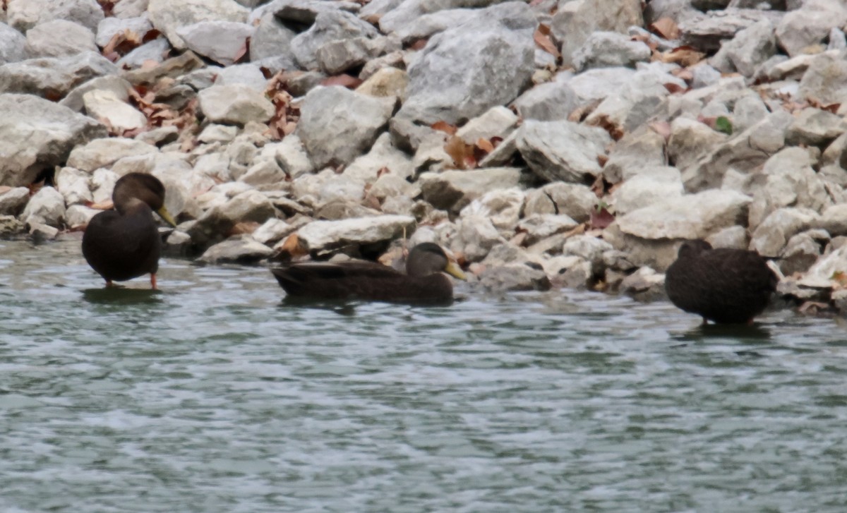 American Black Duck - ML610526886