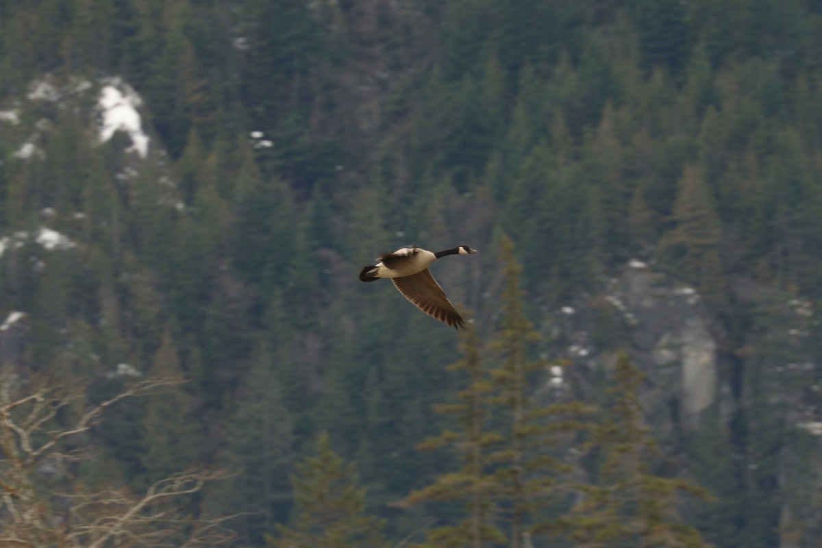 Canada Goose - Aurélie  Jambon