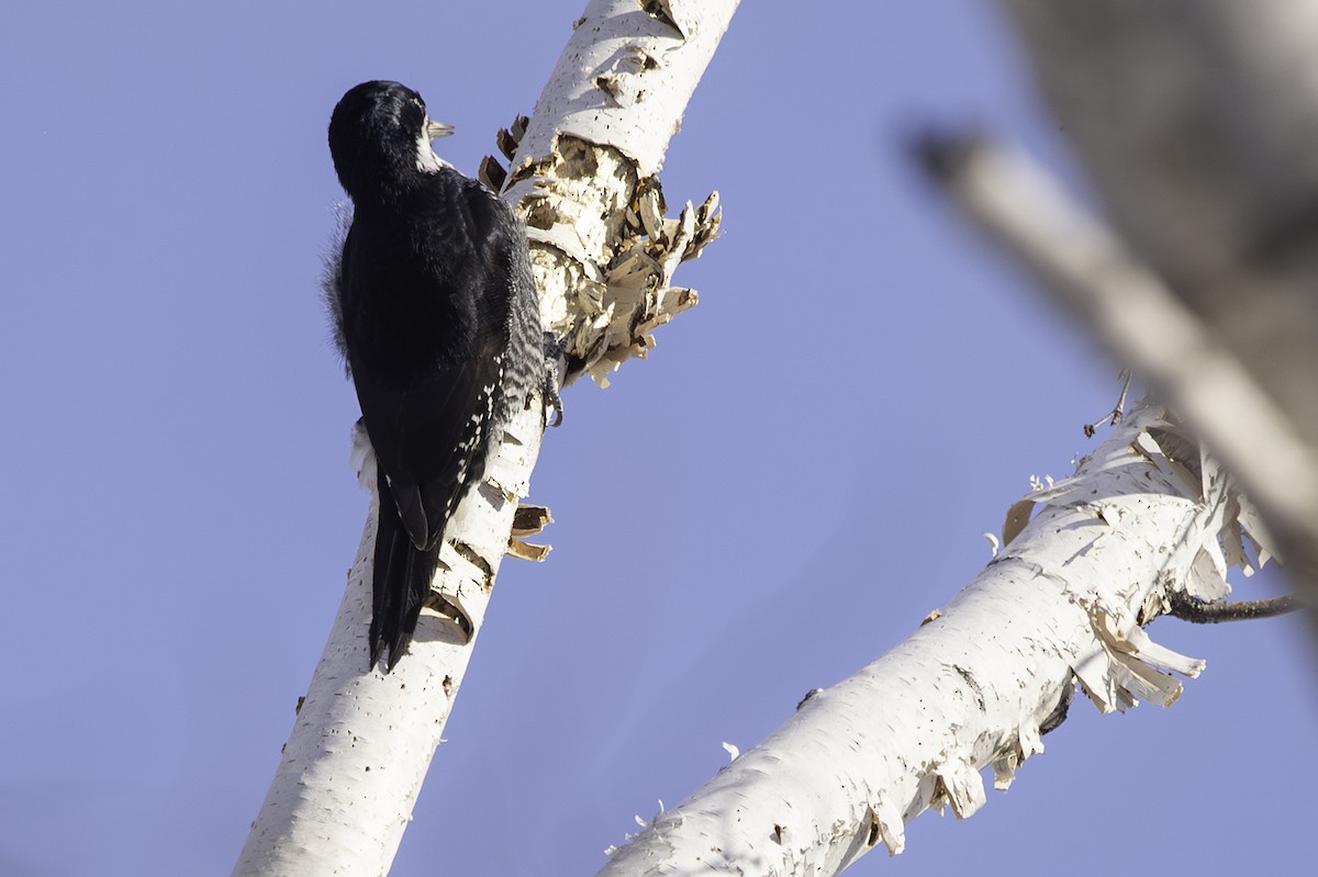 Black-backed Woodpecker - Cam Nikkel