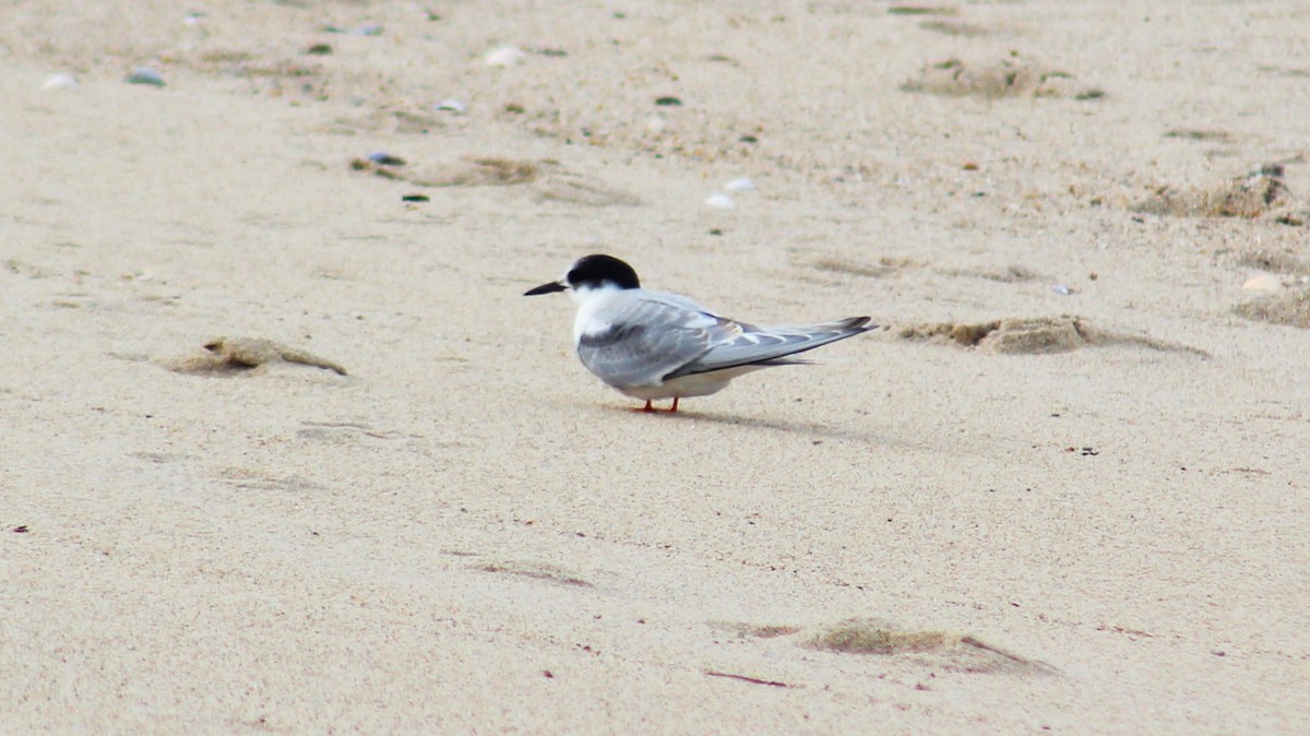 Arctic Tern - ML610527004