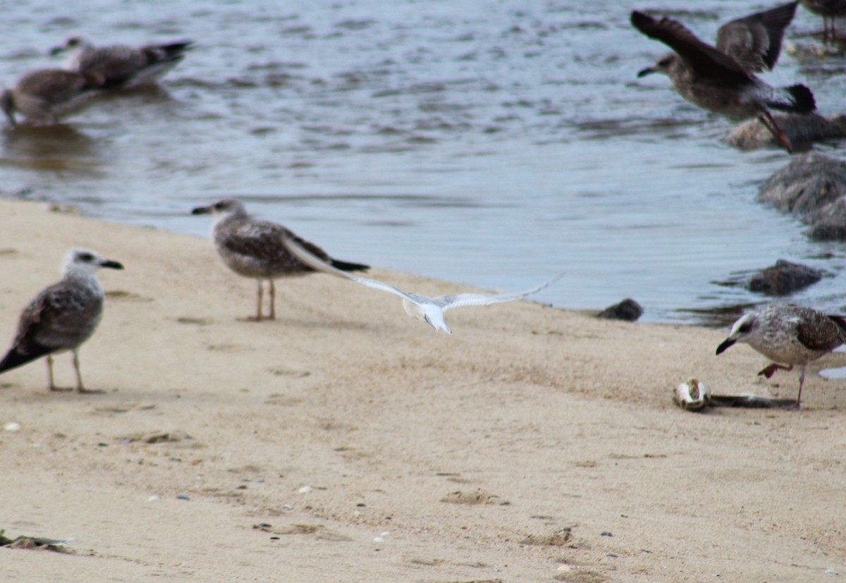 Arctic Tern - ML610527005