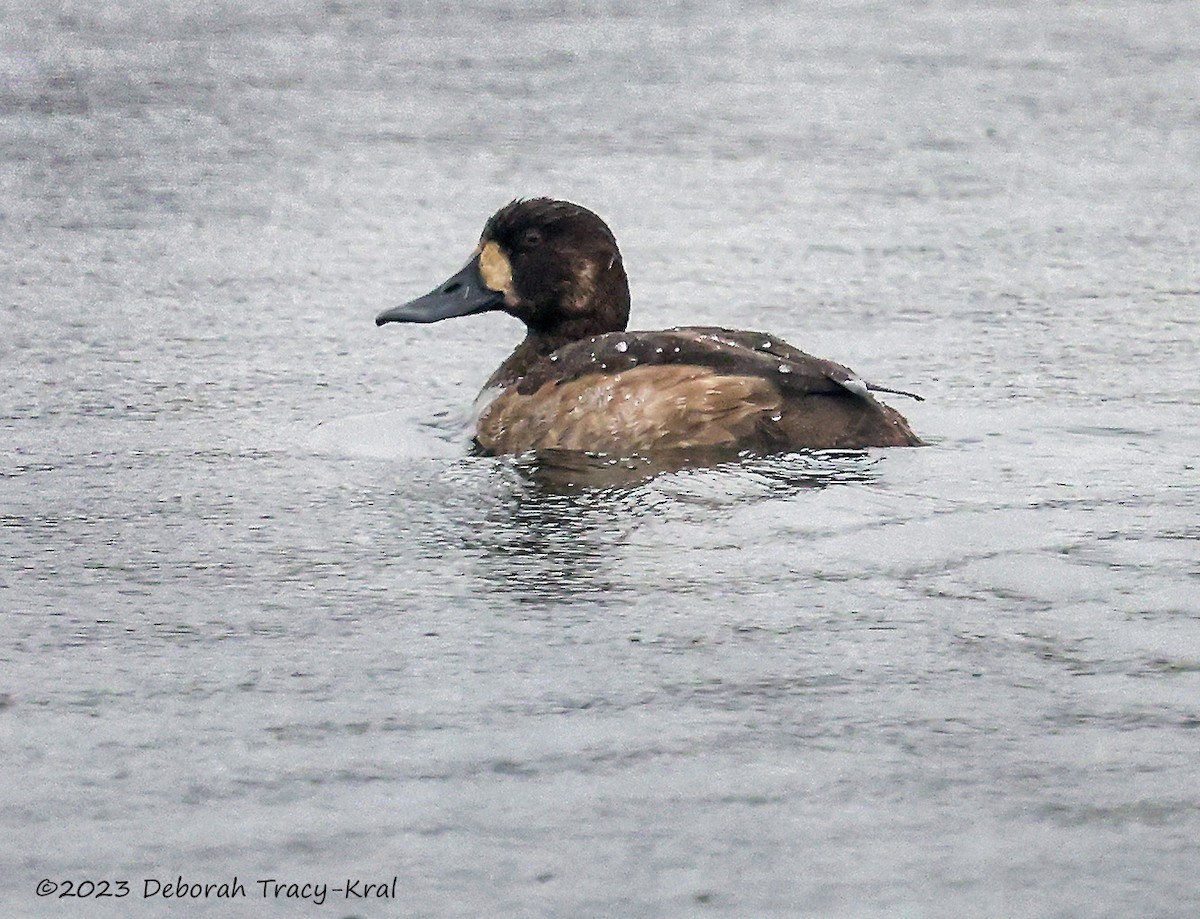 Greater Scaup - ML610527010