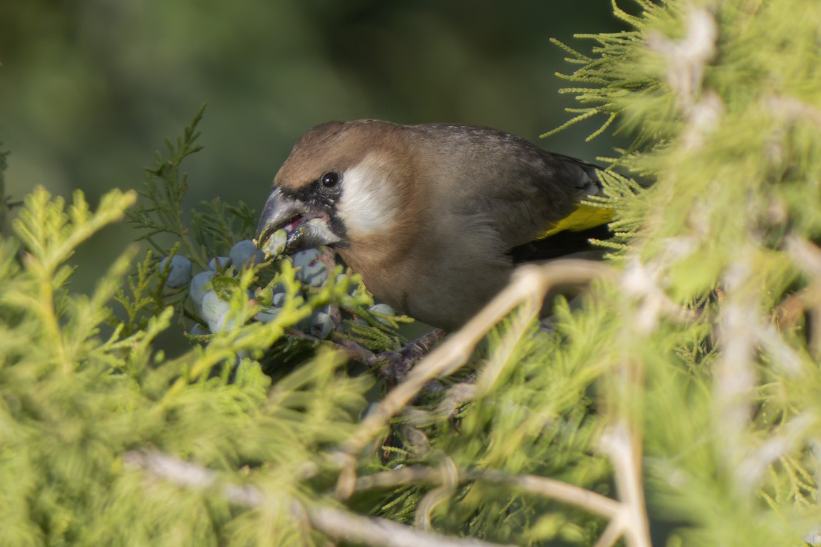 Arabian Grosbeak - Saudi Rare Bird Records