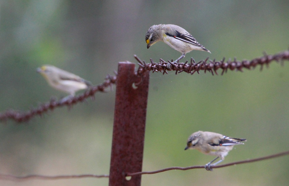 Pardalote à point jaune - ML610527155