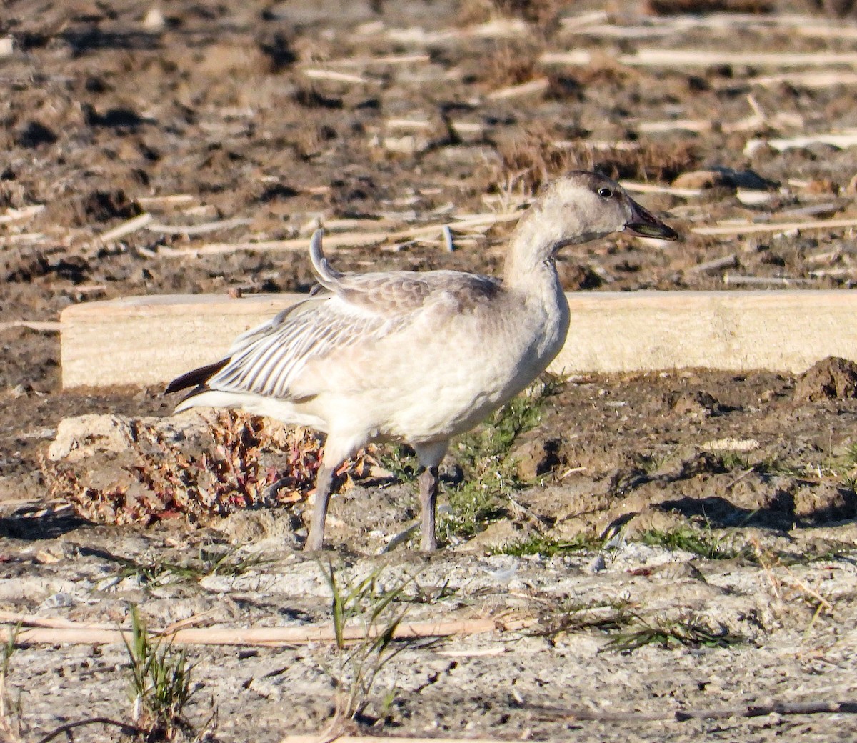 Snow Goose - Tamara Aho