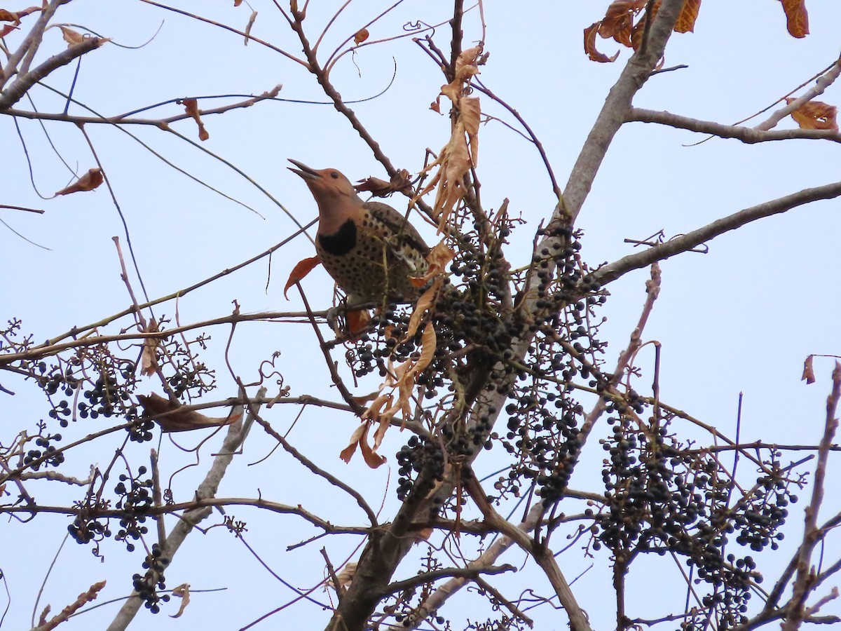 Northern Flicker - ML610527167