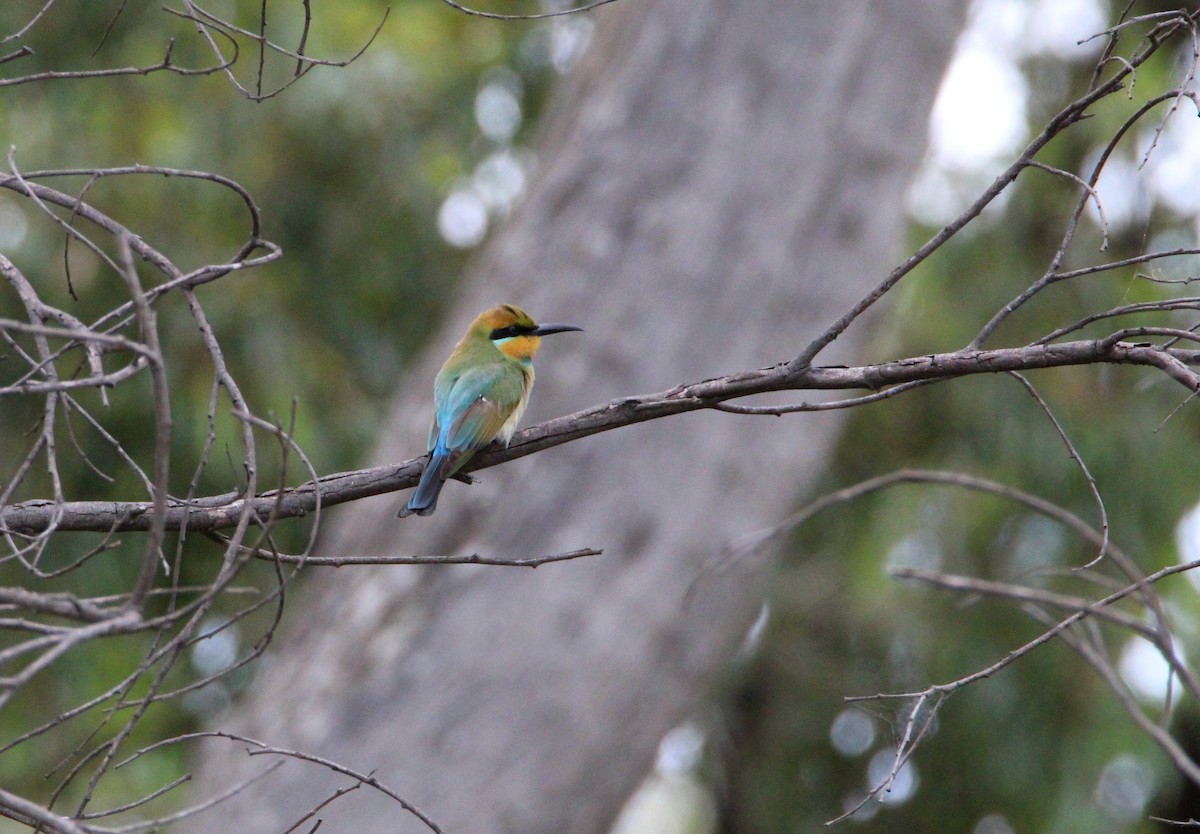 Rainbow Bee-eater - ML610527168