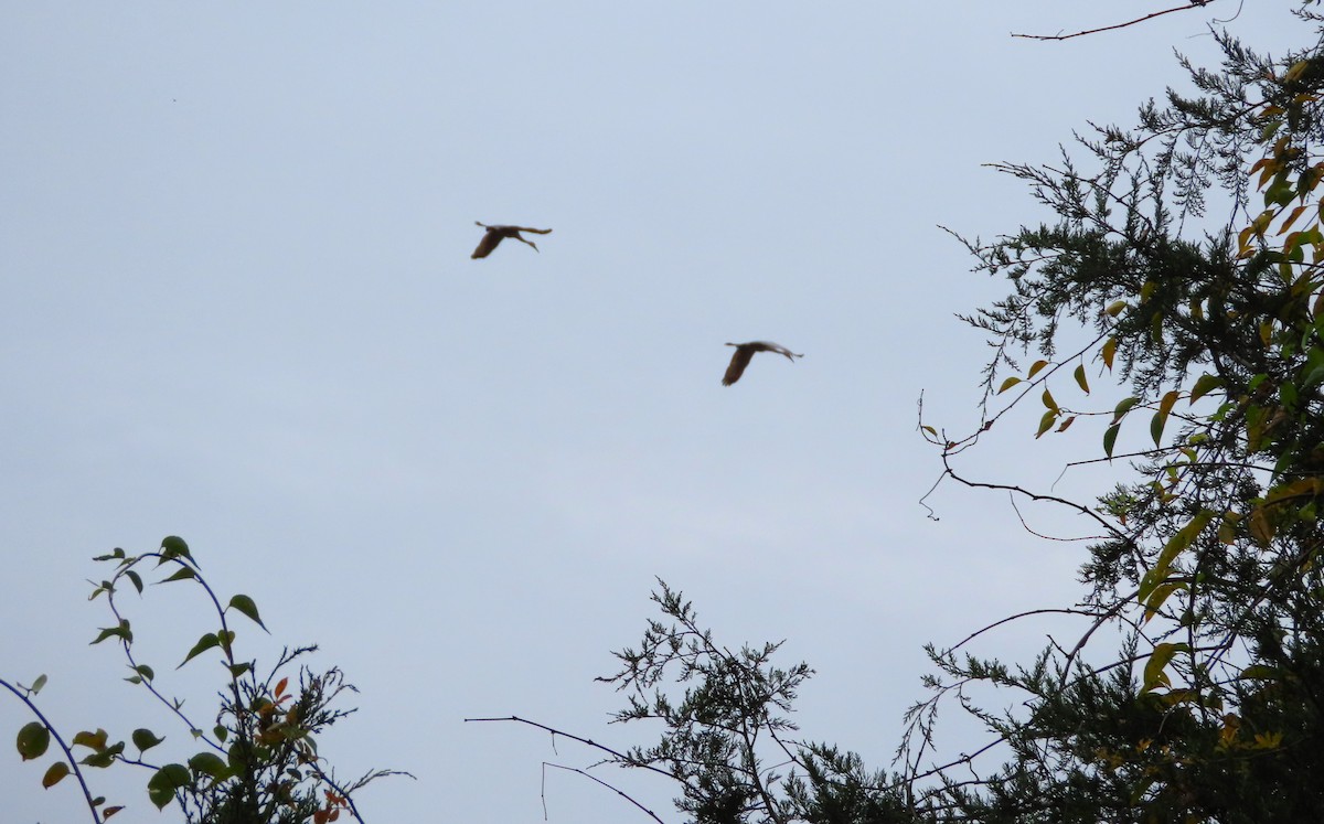 Sandhill Crane - ML610527173