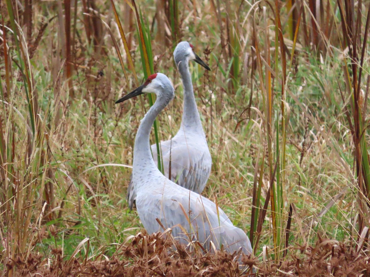 Sandhill Crane - Michelle Browning