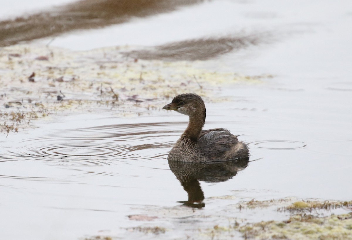 Pied-billed Grebe - ML610527175