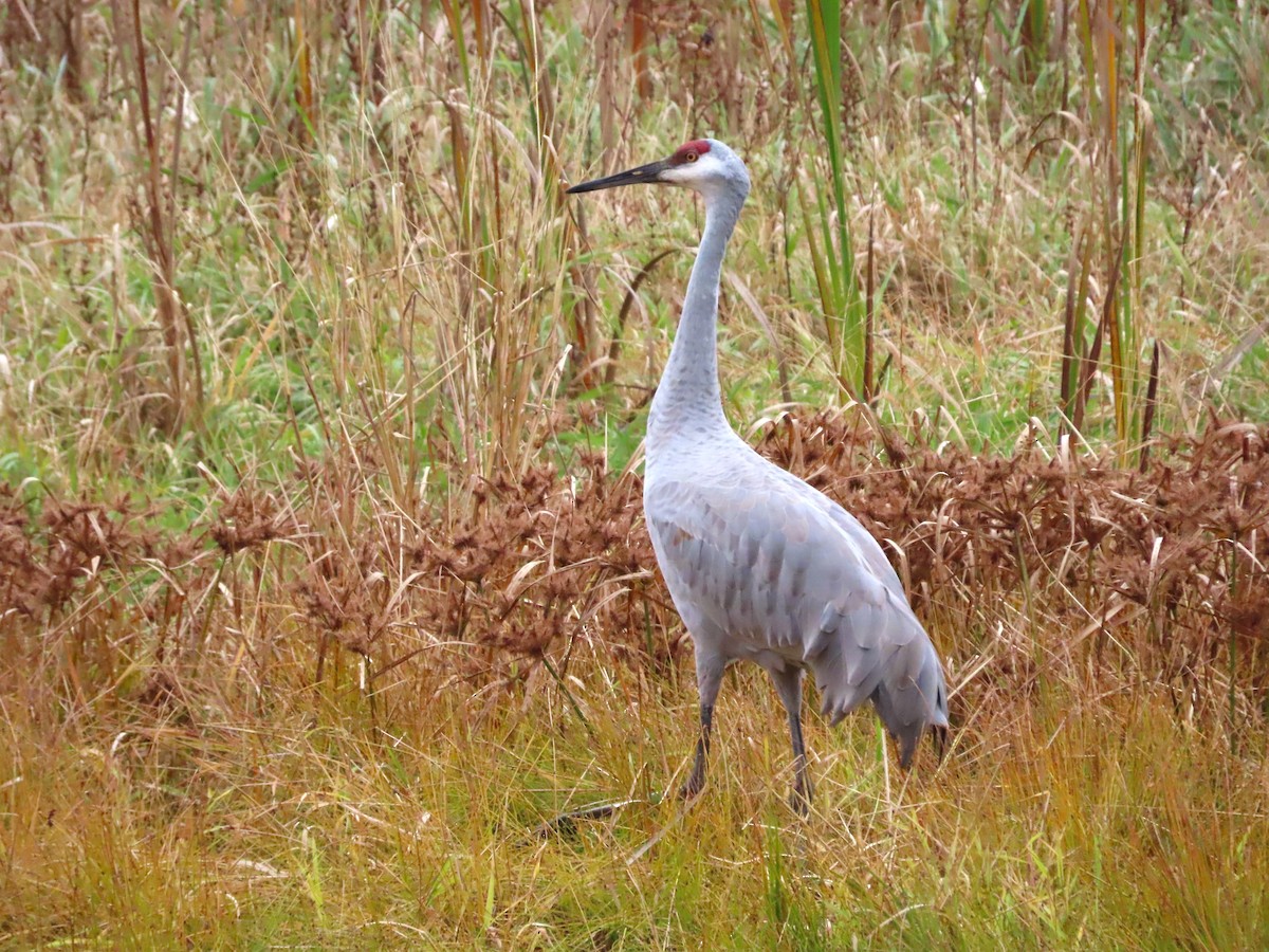 Sandhill Crane - ML610527180