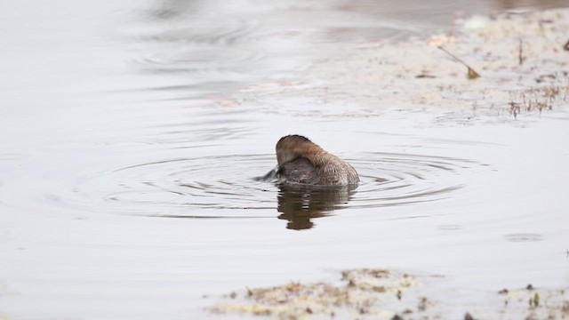 Pied-billed Grebe - ML610527185