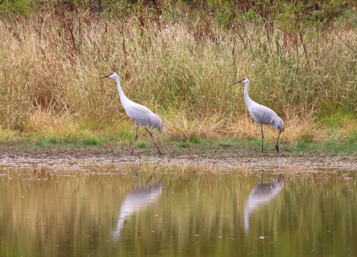 Sandhill Crane - ML610527187