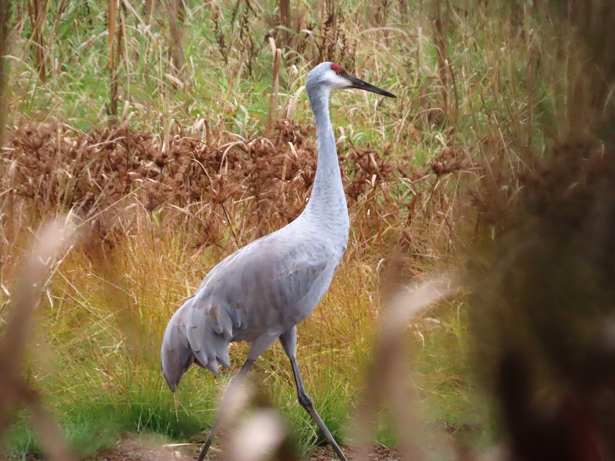 Sandhill Crane - ML610527188