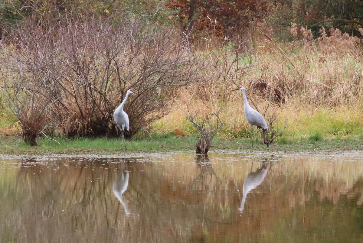 Sandhill Crane - ML610527192