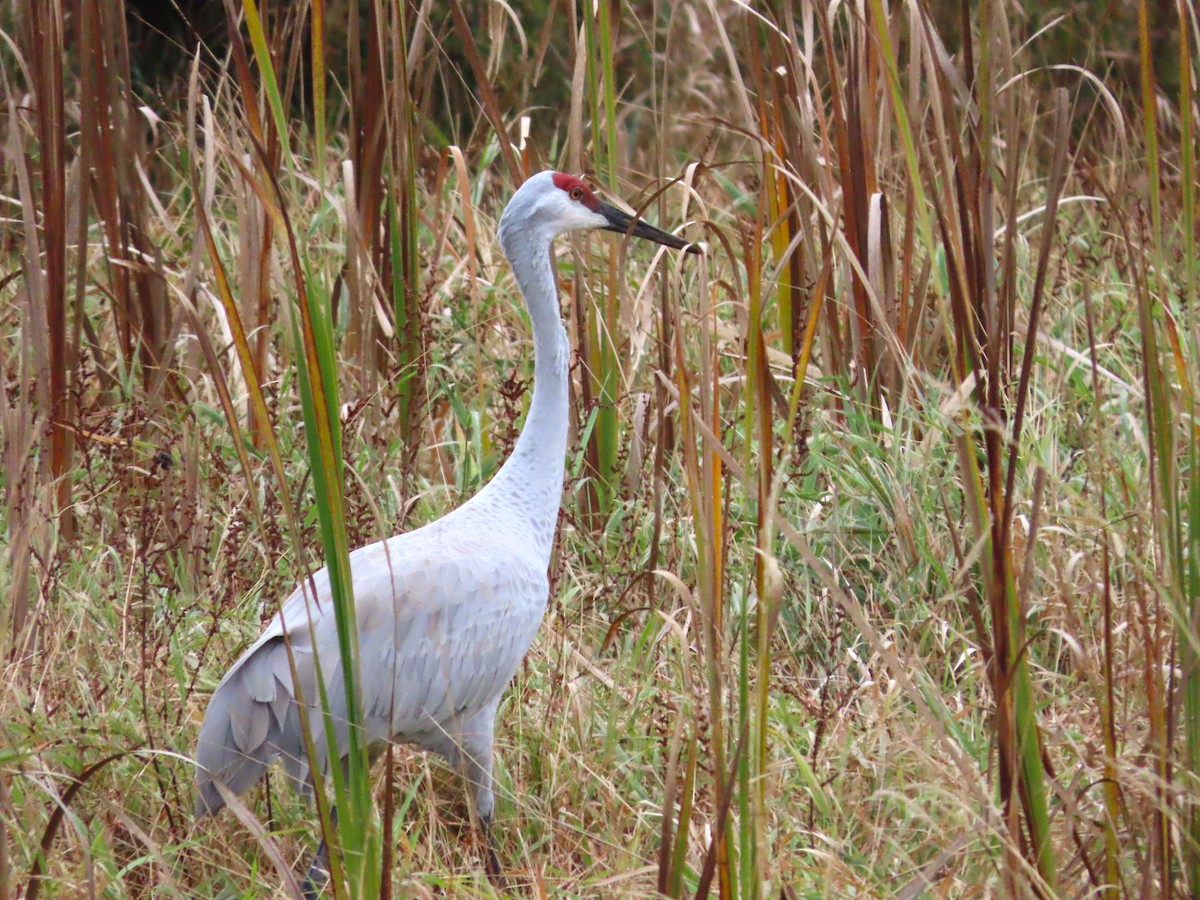 Sandhill Crane - Michelle Browning