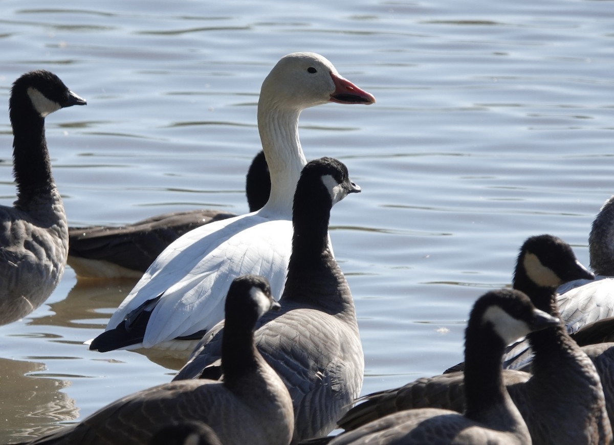 Snow Goose - ML610527369