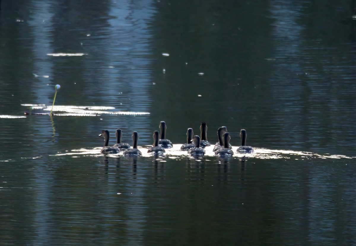 Wandering Whistling-Duck - ML610527680