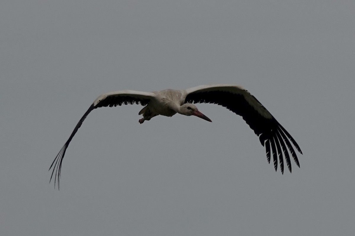 White Stork - ML610527686