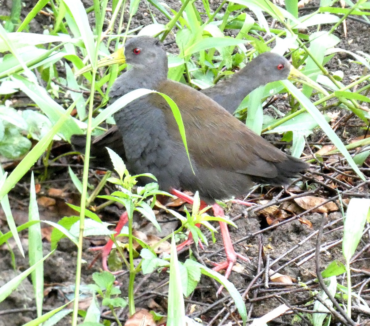 Blackish Rail - ML610527723