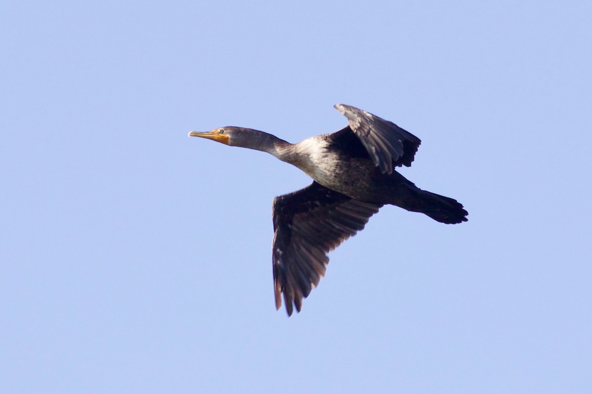 Double-crested Cormorant - ML610527759