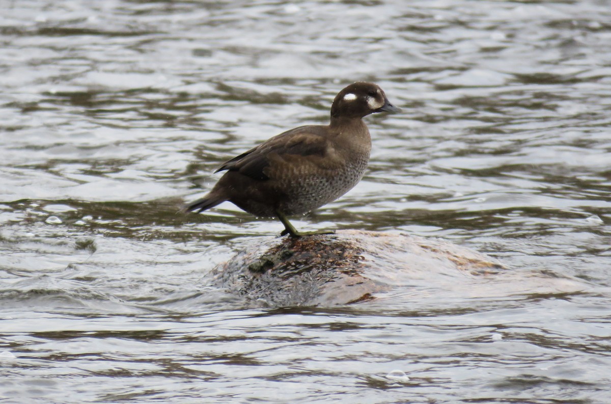 Harlequin Duck - ML610527799