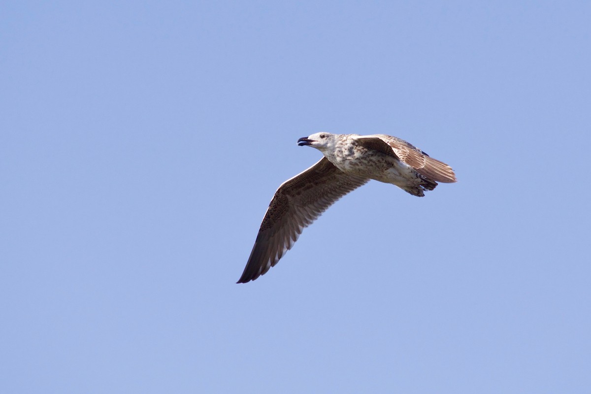 Great Black-backed Gull - Loyan Beausoleil