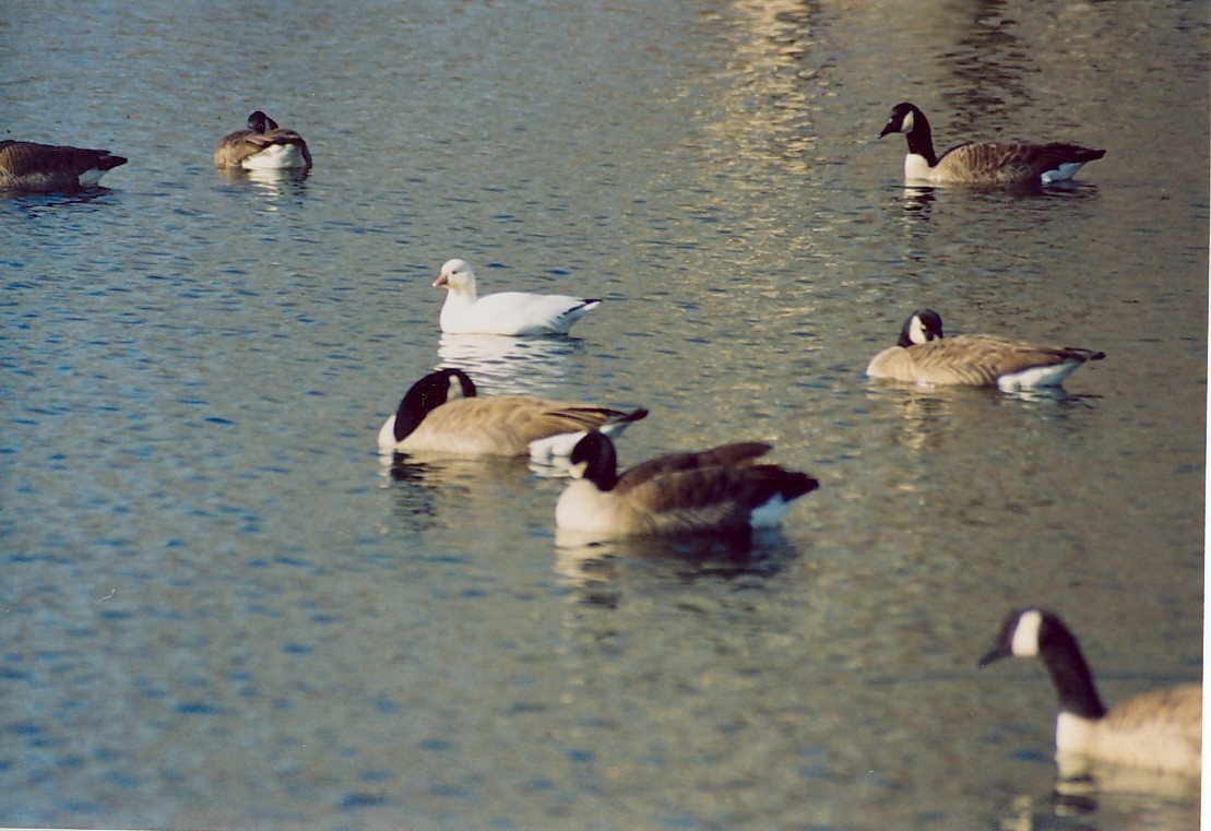 Ross's Goose - ML61052781