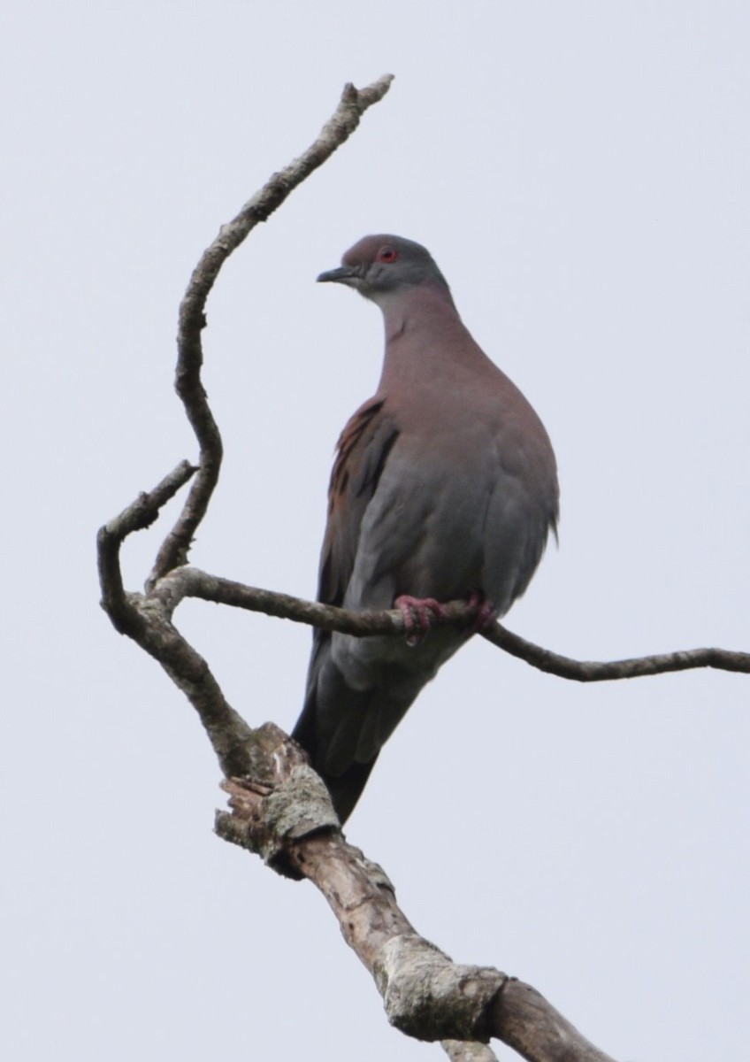 Pale-vented Pigeon - ML610527861
