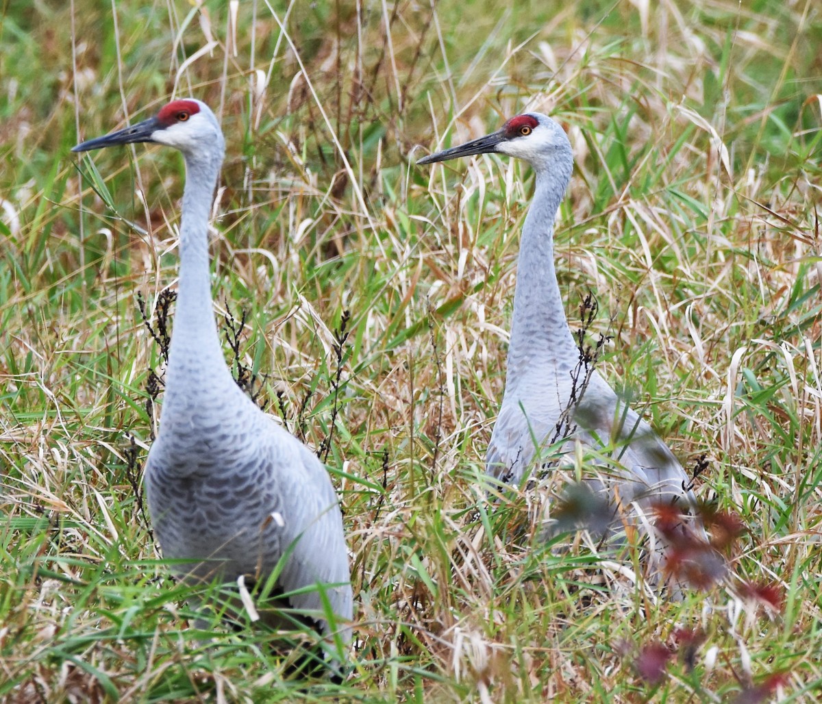 Sandhill Crane - DAVID VIERLING