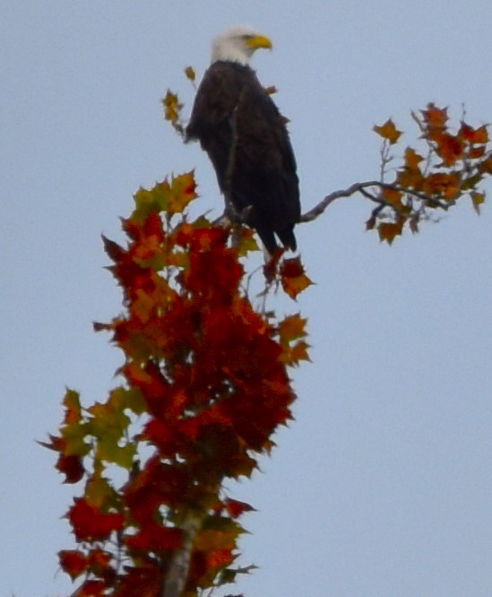 Bald Eagle - ML610527870